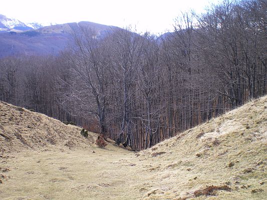 Forêt Hêtres Paloumere photo
