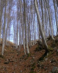 Paloumere photo fin du bois