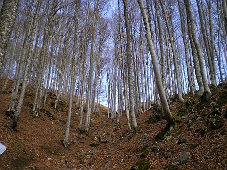 Paloumere photo fin du bois