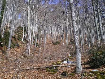 Forêt Hêtres Paloumere photo