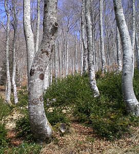 Forêt Hêtres Paloumere photo