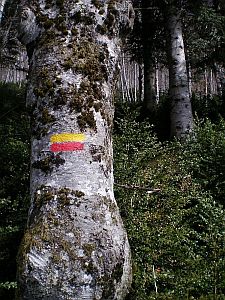 Hêtre marque peinture