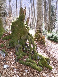 Monstre moussu mou vert Forêt