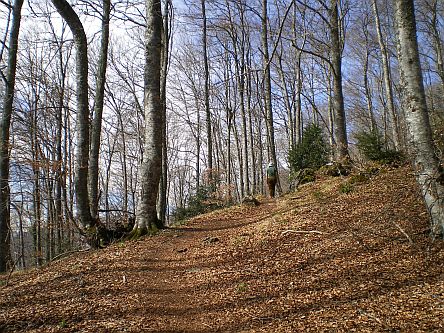 Forêt Hêtres Paloumere photo