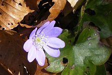 Hepatique fleur Paloumere photo