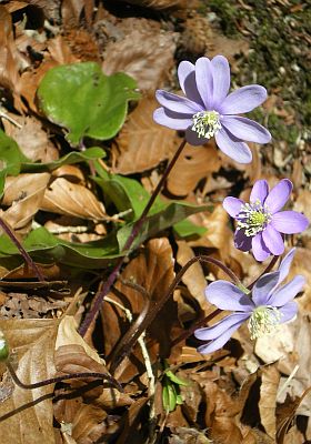 Hepatica nobilis