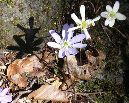 Fleur Pyrénées flower, forêt Paloumere photo