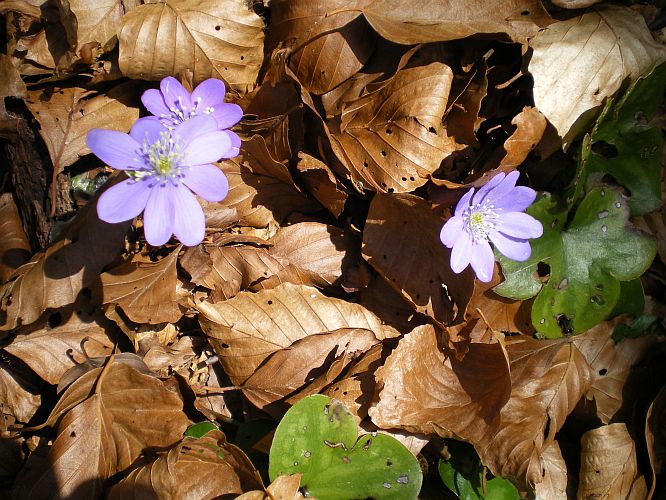 Hépatiques, fleurs Mars sous-bois