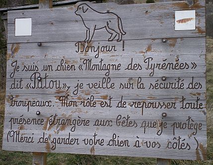 Patou chien garde troupeau