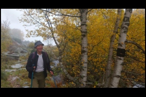13h09-Automne-Bouleaux-d.Or-dans-la-bruine.jpg