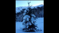 13-Mon-beau-sapin.jpg