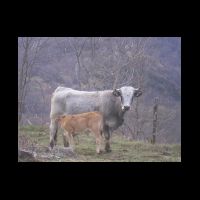 03-vache-veau.jpg