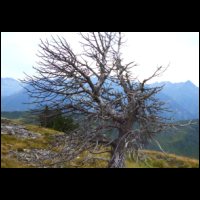 32-arbre-mort-Tarbesou.jpg