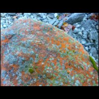 023-Orange-lichen-algues.JPG