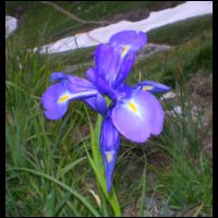 37-Iris-bleue.jpg