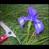 37-Piolet-Iris.jpg