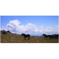 25-Chevaux-2396m.jpg