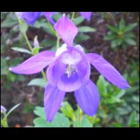 445-Ancolie-bleue-Aquilegia.jpg