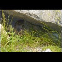 0034-Marmotton.jpg