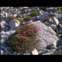 224-Rhododendrons-et-granite.jpg