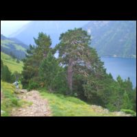 399-grands-pins-Lac-de-l-Oule.jpg