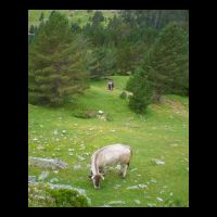 401-vache-grise-lac-Oule.jpg