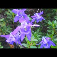 443-Ancolie-Aquilegia-2100m.jpg