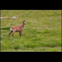 138-Isard-ou-Chamois.jpg