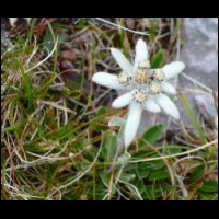 160-Flores-Edelweis.jpg