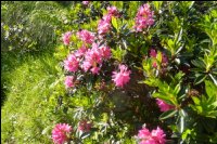 24-Rhodo-sublimes.jpg