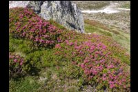 53-Rhododendrons-Andorrans.jpg