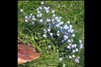 65-Myosotis-Andorrans.JPG