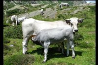 82-Vache-Gasconne-allaitante.jpg