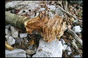 48-Beaux-bois-14h35.jpg