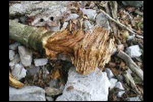 48-Pas-de-la-Branche-14h35.jpg