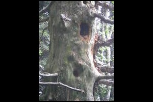 50-Trous-de-Pics-Foret-naturelle-14h39.jpg
