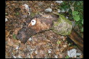 51-Drole-de-bete-14h41.jpg