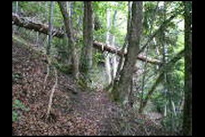 53-Foret-Champ-Rousset-14h48.jpg