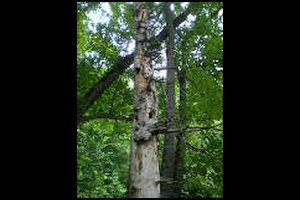 55-Pas-de-la-Branche-14h55.jpg
