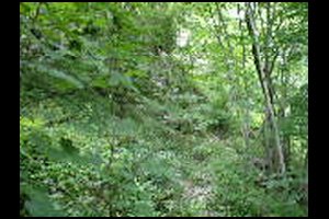 56-Sentier-disparait-vegetation-15h01.jpg