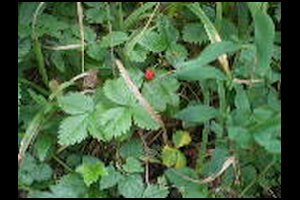 68-fraise-Pas-de-la-Branche-15h26.jpg