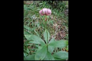 72-St.Eynard-Lys-martagon-15h33.jpg