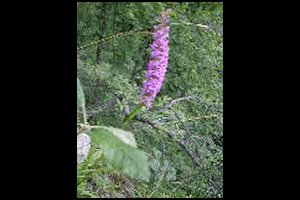 77-Orchidee-Chartreuse-15h48.jpg