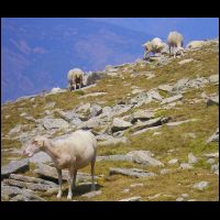 21-Brebis-sommet-Roja.jpg